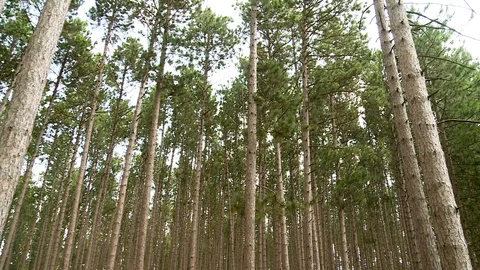 Trees in the Northwoods Stock Footage 115272351