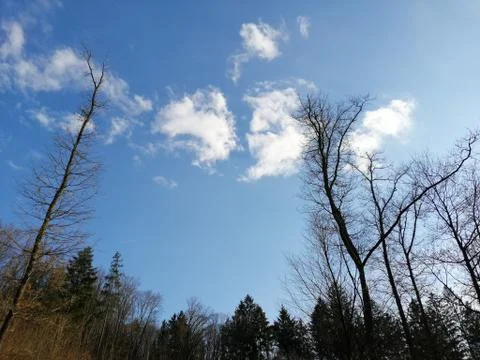 Trees with nothing leaves Stock Photos