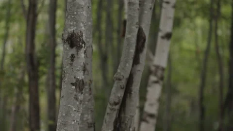 Trees in Nova Scotia Stock Footage 230998616