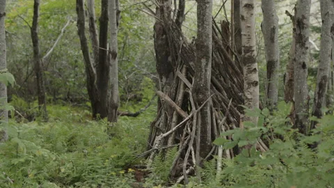 Trees in Nova Scotia Stock Footage 231000712