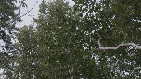 Trees in Nova Scotia Stock Footage 231003700