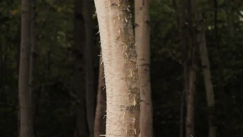 Trees in Nova Scotia Stock Footage 231239535