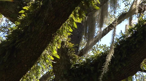Trees, Oaks, large Live Oak tree, crossing limb, ferns, spanish moss, blue sky, Stock Footage 36254164