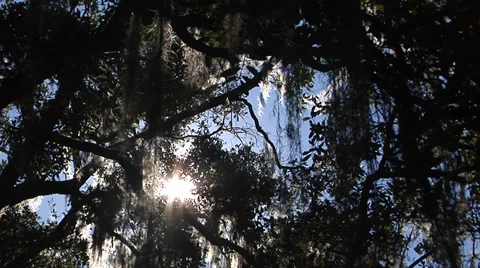 Trees, Oaks, Time Lapse, Sun sparkles through Live Oak canopy, moss, flares Stock Footage 36254563