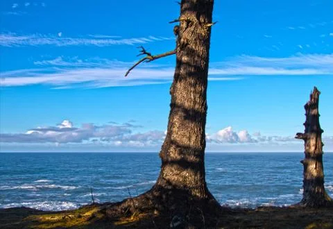 A trees ocean view of the moon Stock Photos