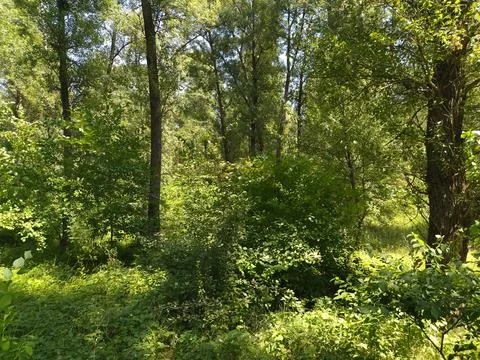 Trees in an old forest in early spring 写真素材