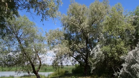 Trees of old willows and silver berries near the forest lake Video stock 111031949