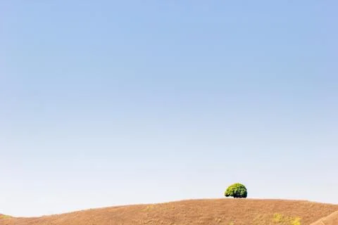 Trees in open space and the sky. Stock Photos