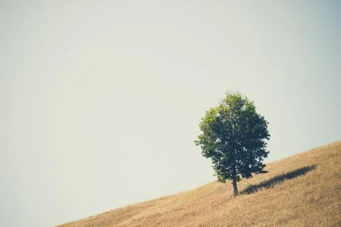Trees in open space and the sky. Stock Photos