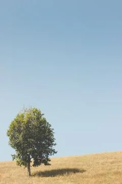 Trees in open space and the sky. Stock Photos