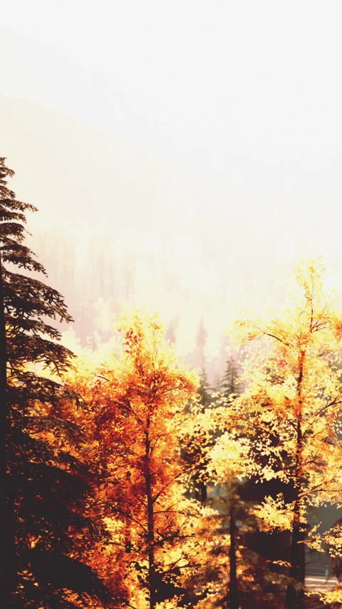 Trees with orange leaves in the forest during fall season in daylight Stock Footage 342340330