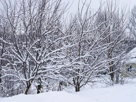Trees in orchard which are covered in snow. Stock Photos