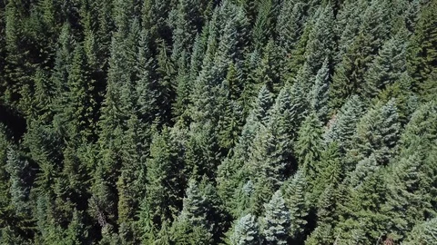Trees of Oregon Stock Footage 92558349