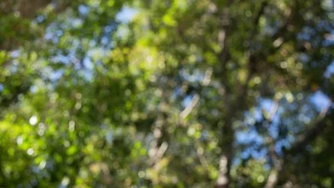 Trees out of focus Video stock 78826792