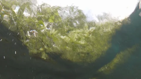 Trees out of the water seen from under the water surface, Albano lake, Italy Stock Footage 107571941