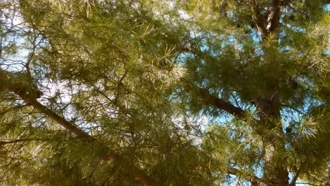 Trees outdoors in the garden Stock Footage 97139762