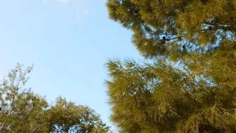 Trees outdoors in the garden Stock Footage 97139763