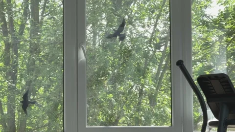 Trees Outside Window in Fresh Spring Light Stock Footage 348087612