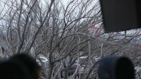 Trees outside the window of a moving bus Stock Footage 106591194