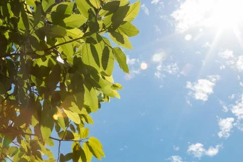 Trees  over blue sky Stock Photos