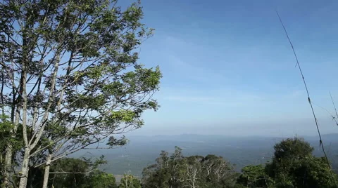 Trees over the cliff Stock Footage 40728182