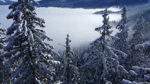 Trees over the clouds Video stock 261577632