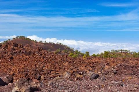 Trees over clouds at volcano Teide in Tenerife island - Canary Stock Photos