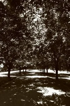Trees Over The Drive Stock Photos