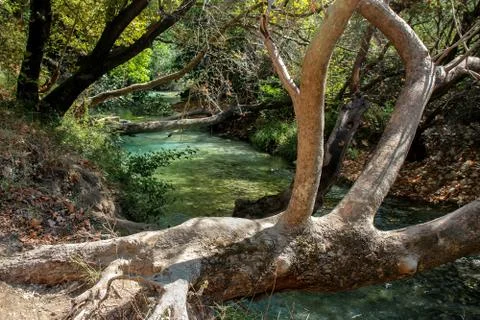Trees over the emerald waters of the river Stock Photos