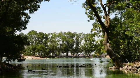 Trees Over The Lake Stock Footage 61231795