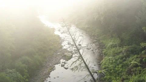 Trees Over Misty Creekbed at Dawn, Catskill Mountains, New York Vidéo 140791664