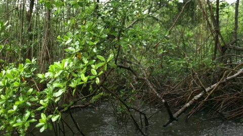 Trees over river close up 스톡 동영상 53064059