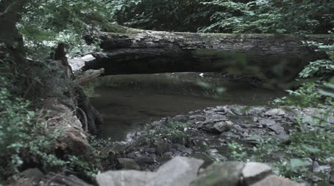 Trees over river Video stock 27136908