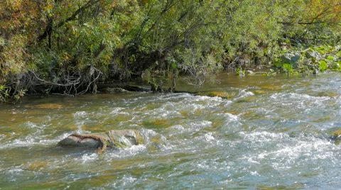 Trees over the river Stock Footage 55078242