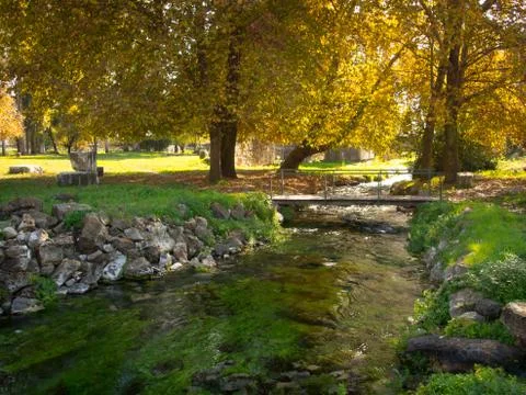 Trees over the stream Stockfoto's