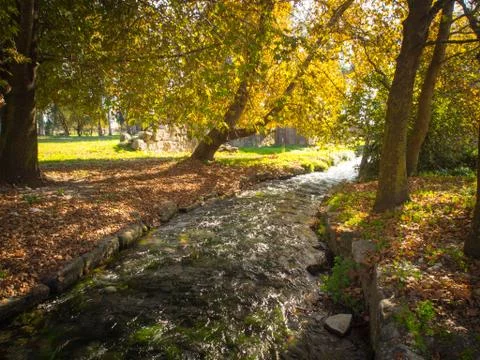 Trees over the stream Stockfoto's