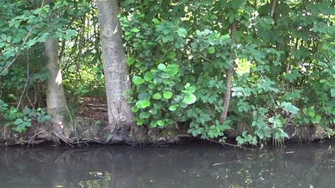 Trees over water Stock Footage 91607160