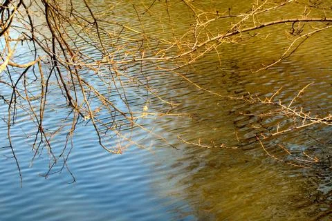 Trees over water 写真素材