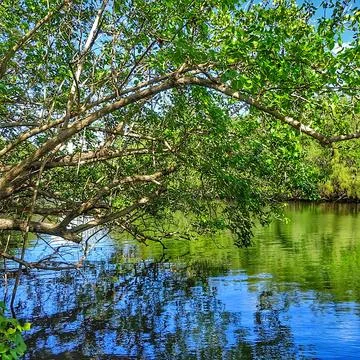 Trees over water. Stock Photos