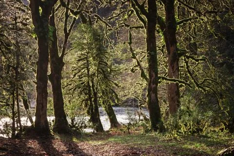 Trees overgrown with moss Stock Photos