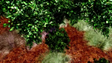 TREES WITH OVERHEAD CLOUDS Stock Footage 45993890