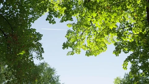 Trees Overhead Contrail - 4k 動画素材 71698543