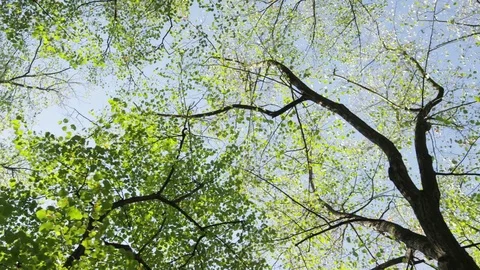 Trees Overhead Dolly Covered - 4k 動画素材 71698567