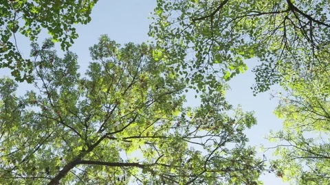 Trees Overhead Dolly Long - 4k Stock Footage 71698581