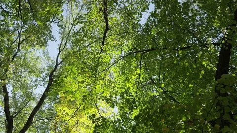 Trees Overhead Dolly Obscured Contrail - 4k Stock Footage 71698309