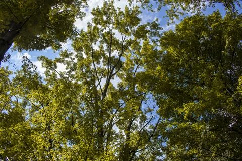 Trees overhead Stock Photos
