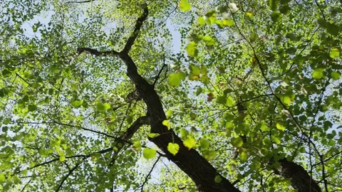 Trees Overhead Spinning - 4k Stock Footage 71698285