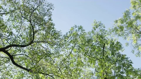 Trees Overhead Spinning Open Sky - 4k 動画素材 71698290