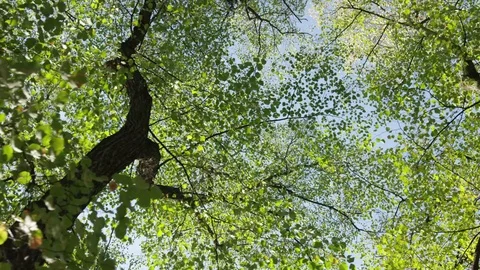 Trees Overhead Tree Trunk - 4k Stock Footage 71698586