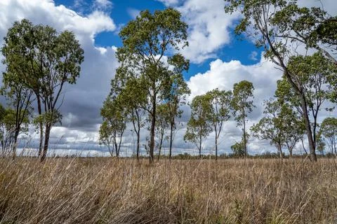 Trees in a paddock with clouds in the background Stock Photos